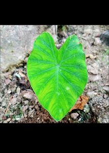 Taro Plants Bulbs (2 Pieces)