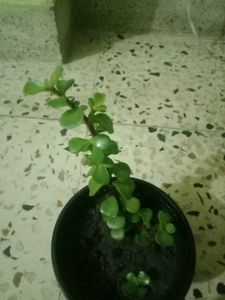 Z Plant Bonsai Plan