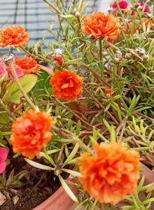Combo Of 5 Plants