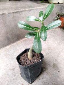 collection of various plants combo