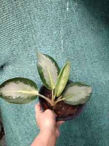 Aglaonema Green Bowl