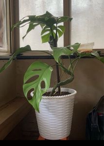 Swiss Cheese Plant (monstera Cutting)