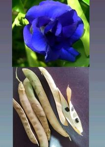 Aprajita Plant Seeds