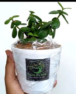 3 Plants With Pot