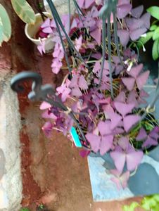Oxalis Triangular Plant