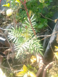 1 PIC Vibrant Orange Marigold
