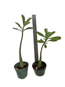 one Adenium plant without pot