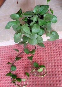 Evergreen Money Plant &amp; Pot