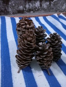 Pine Cone