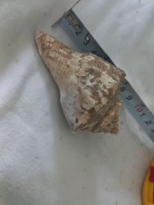 1 hour Offer Only)New Sea Shell