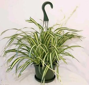 Combo Of 2 Plants