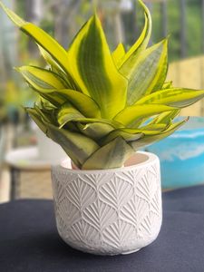 Plant