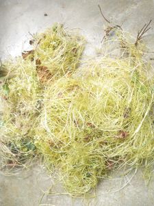 Mohini Amar Bel Lata Plant