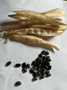 Blue Pea Flower Plant Seeds 40-50