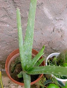 Combo Of 8 Plants For Kitchen Garden