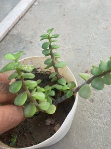 Z Plnat Cutting Live Without Pot