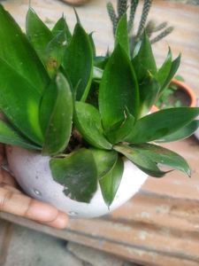 Black Sensevieria Plant