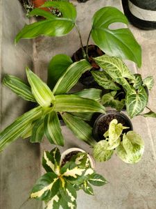 Mixed Indoor Plants