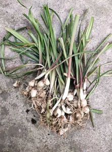 Amaryllis Lilly Bulbs - Set Of 3