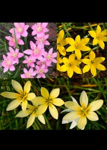 Mix Rain Lily Bulbs