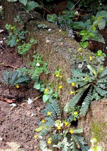 Lakchana/Lajalu /Mukkutti Medicinal Plant