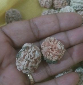 Original Rudraksh Without Color