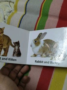 Animals And Their Babies