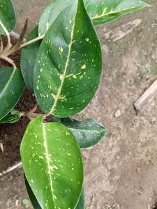 Chinese Evergreen