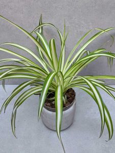 Spider Plant in Concrete Pot