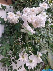 3Creeper Rose Cuttings Available🌹🌹🌹