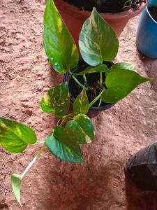 Indoor And Outdoor Plants