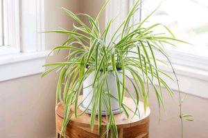 9 Plants Rare