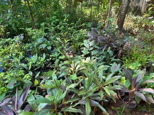 Plants 10