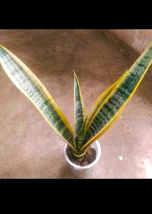 Combo 2  Magic Money Plant Without Pot