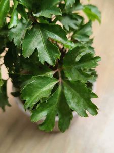 Bonsai Aralia Plant with pot