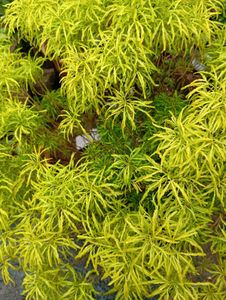 Aralia Plant