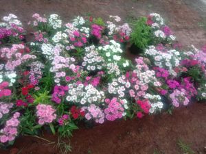 10 Flowering Seed