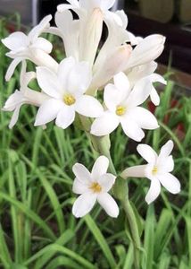 Combo Of 5 Plants Bulbs