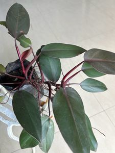 House Plant