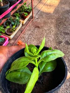 Baby Sunrose Plant