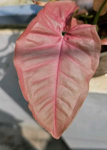 Set Of 3 Well Rooted Pink Synchonium Plants