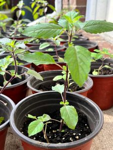 Tulsi Plant