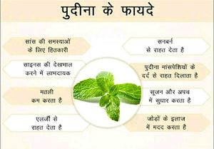 पुदीना जड़ जिवित, Pudina Roots Plant Live