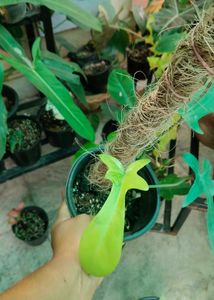 Florida Beauty Variegated Including Shipping