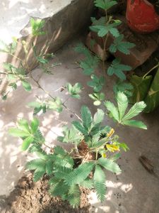Touch Me Not Is Called ( Chui-Mui ) Plant