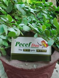 Paper Weight For Study Table