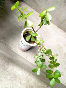 Indoor N Lucky Plants
