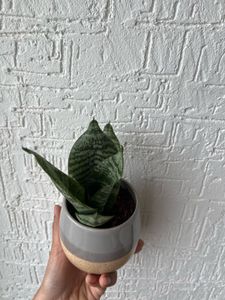 Live Snake Plant Desk Size Pot
