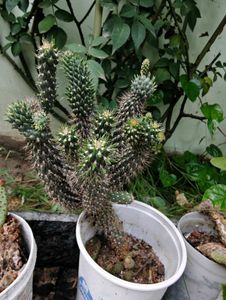 Combo Of 3 Cactus Cuttings