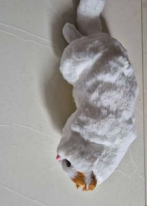 Cat Toy